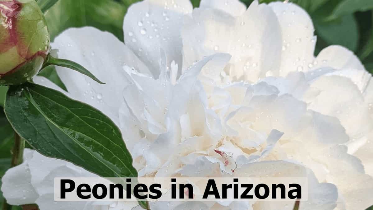White herbaceous peony flower growing in Arizona garden with Peonies in Arizona text overlay