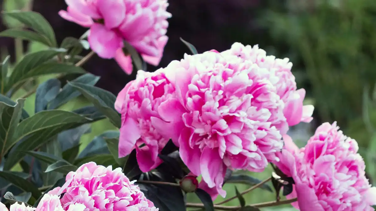 Herbaceous Peonies
