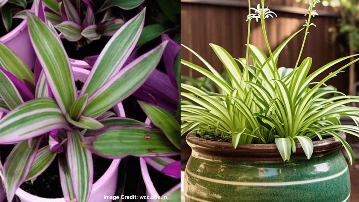 Pink Spider Plant vs. White Spider Plant