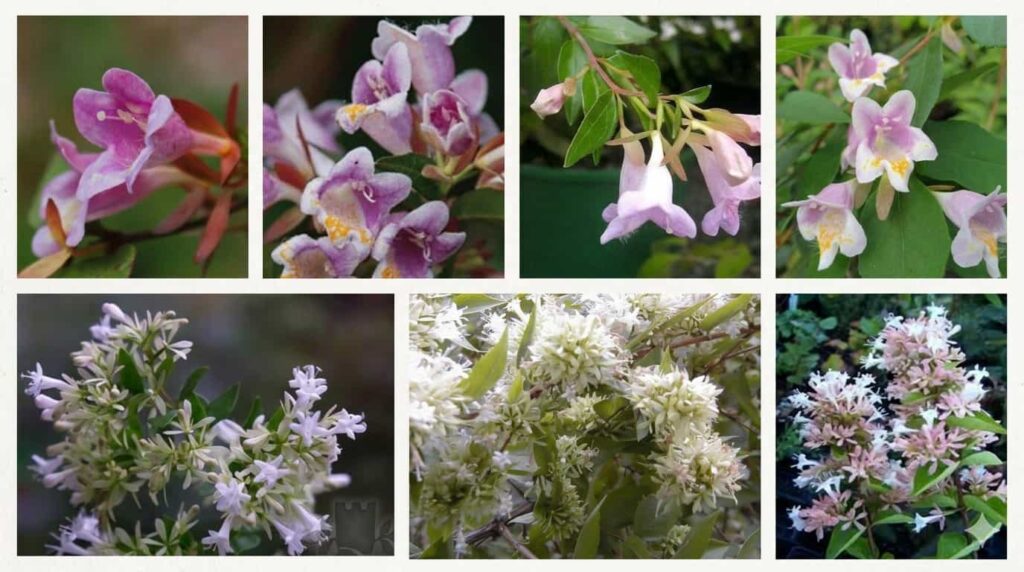 Close-up collage of Abelia chinensis and pink Abelia flowers with green leaves and bell-shaped petals.