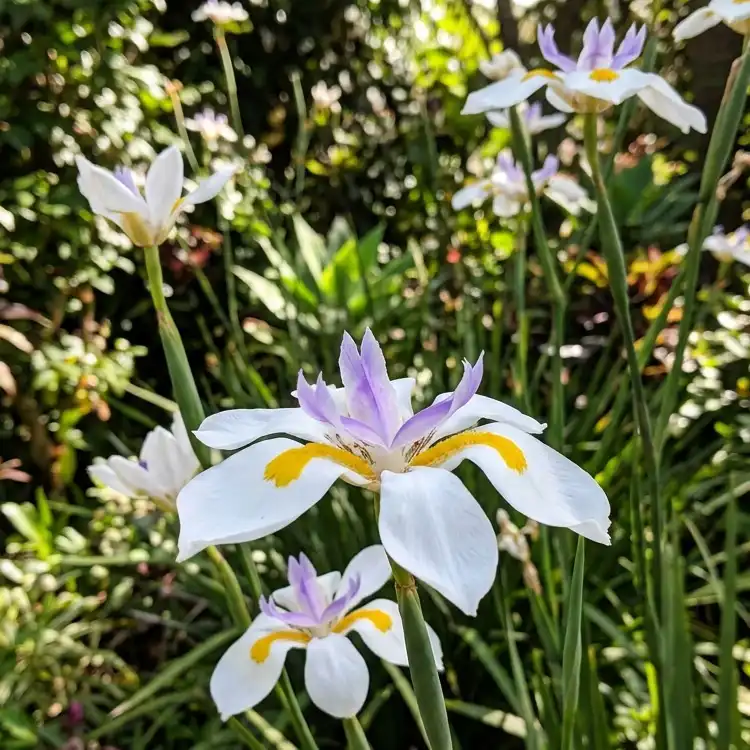 Large white Dietes grandiflora flower featuring bold violet accents and orange nectar guides.