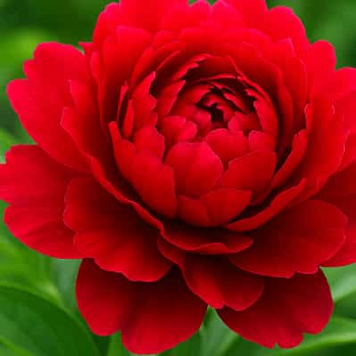 Big Ben Peony