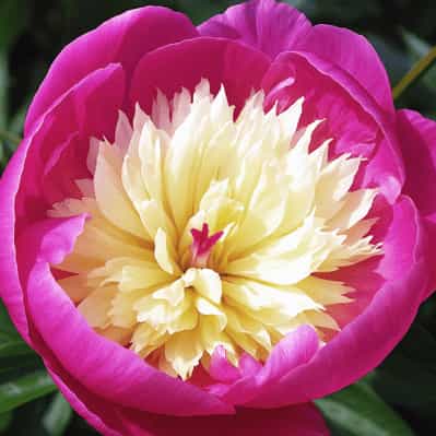 Bowl of Beauty - Herbaceous Peony
