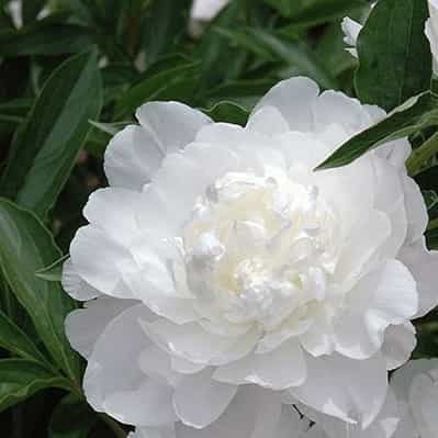 Charles White Peony