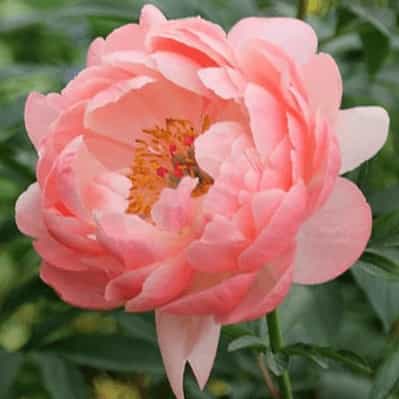 Coral Charm Peony