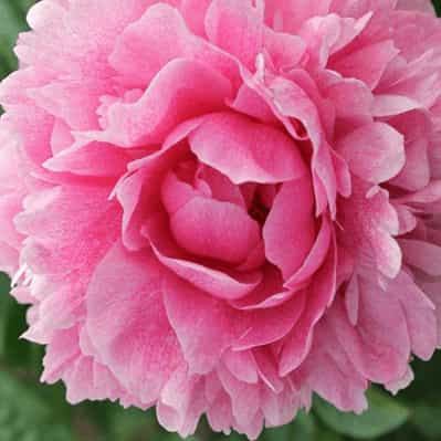 Dr. Alexander Fleming Peony