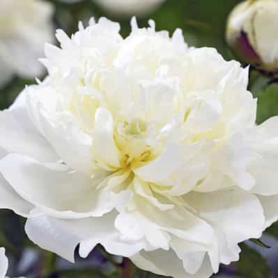 Duchesse de Nemours Peony