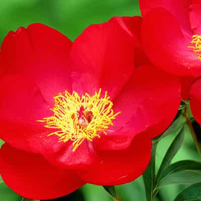 Early Scout Herbaceous Peonies