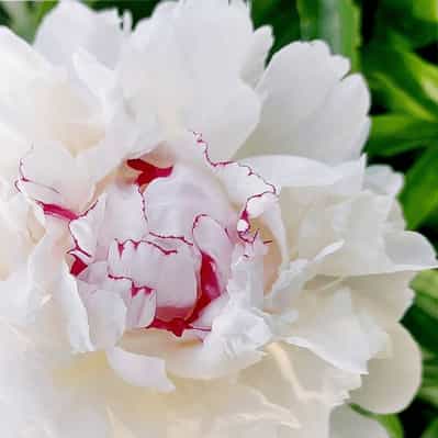 Festiva Maxima Peony