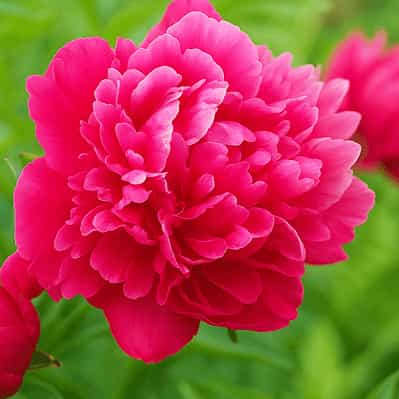 Kansas Peony