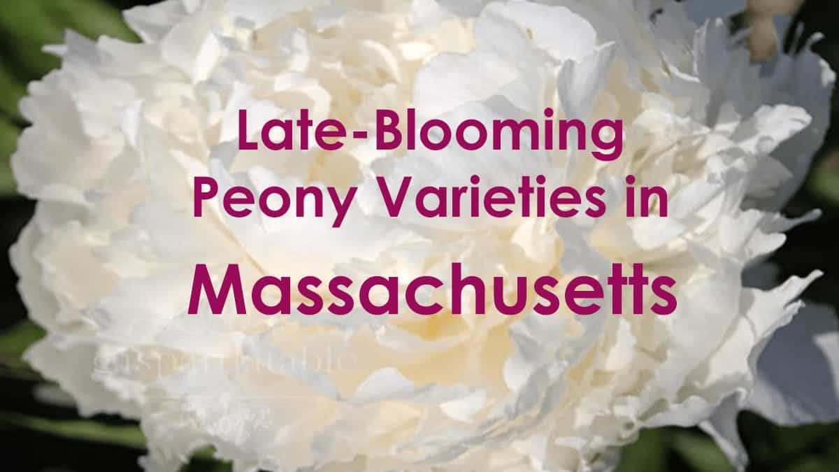 Late-Blooming Peony Varieties for Massachusetts Gardens
