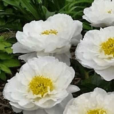 Miss America Peony