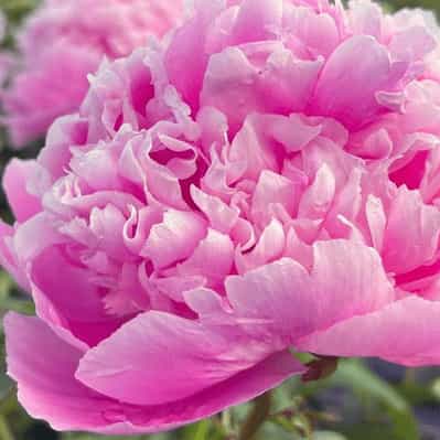 Monsieur Jules Elie Peony