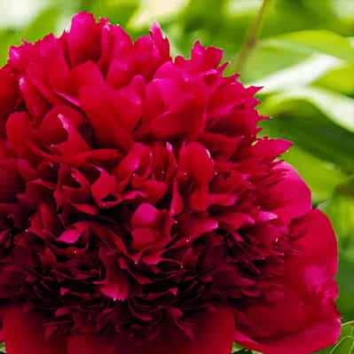Red Charm Peony