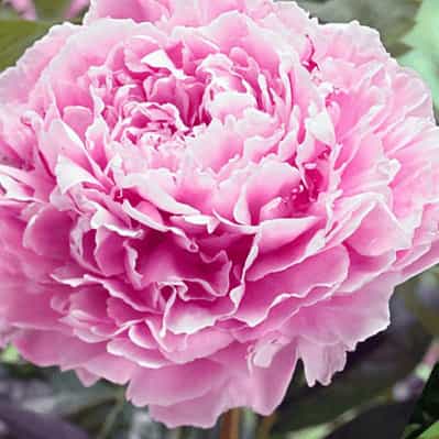 Sarah Bernhardt Peony