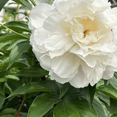 Shirley Temple Peony