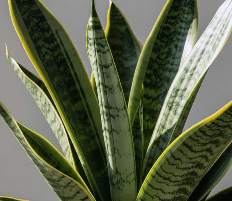 Close-up of a Sansevieria trifasciata 'Moonshine' snake plant with distinctive silvery-green leaves.