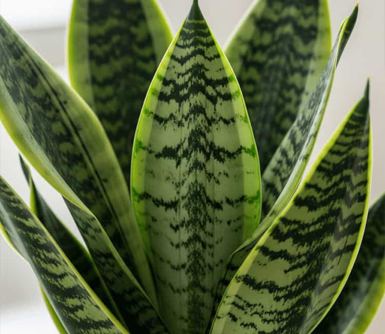 Close-up of a Sansevieria trifasciata 'Zeylanica' snake plant showcasing its distinct dark and light green mottled patterns on the leaves.