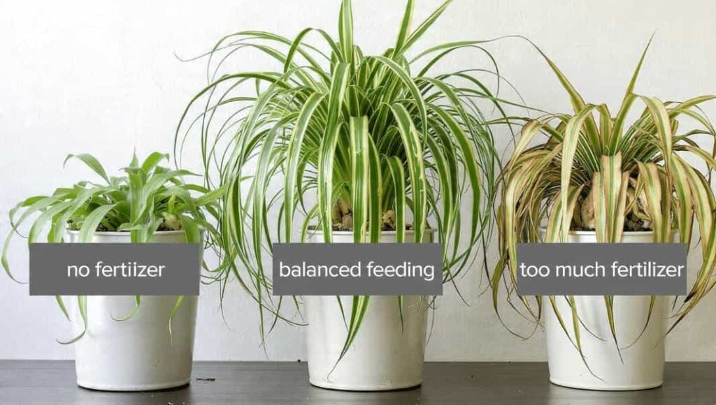 spider plant no fertilizer vs balanced feeding vs overfertilized plant