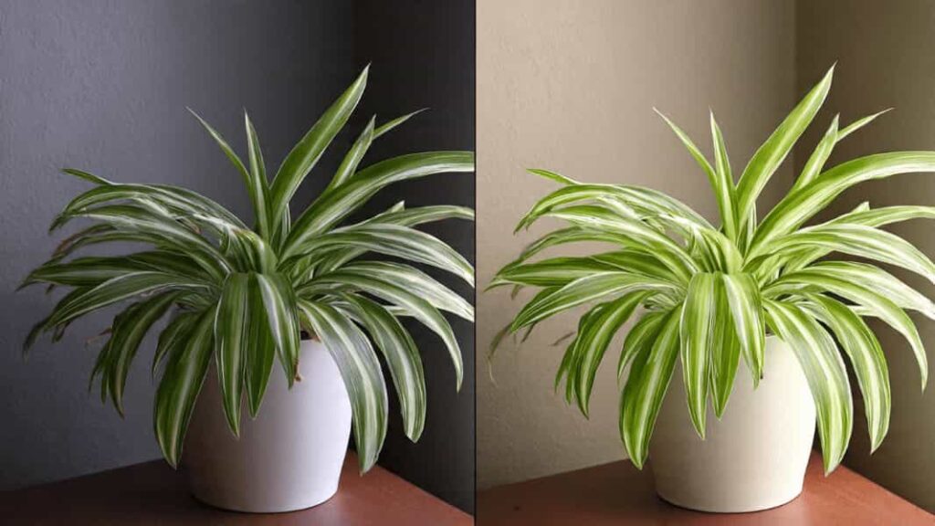 spider plant low light vs bright indirect light growth comparison variegation