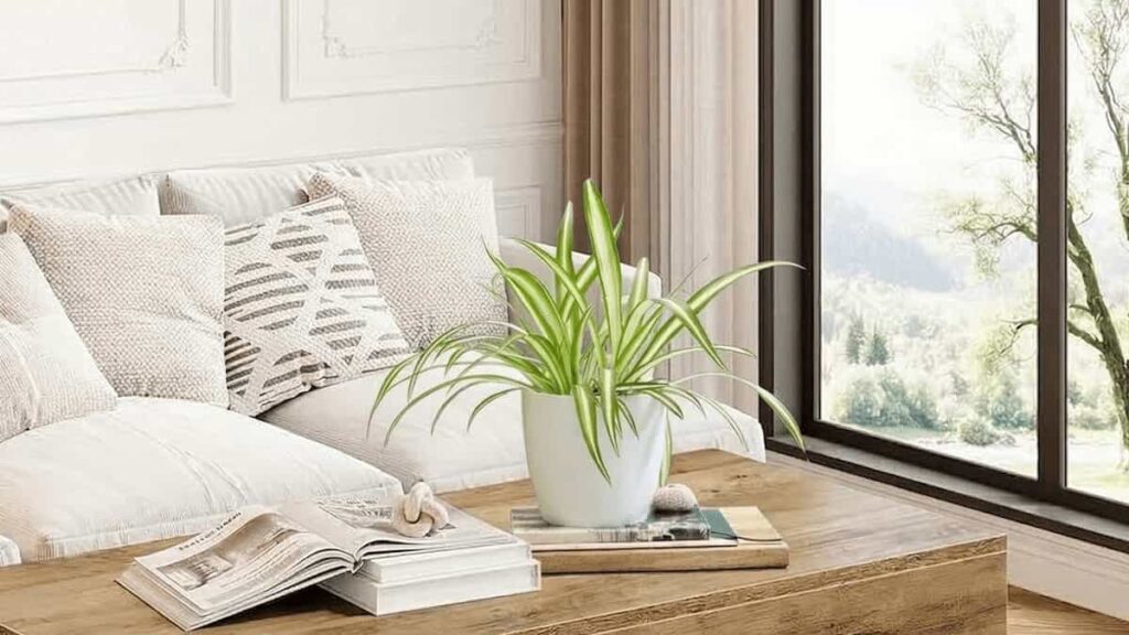 why are spider plants called spider plants indoor plant with long striped leaves in modern home