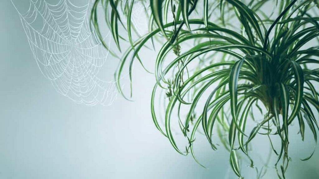 spider plant babies hanging like spiders stolons plant name origin