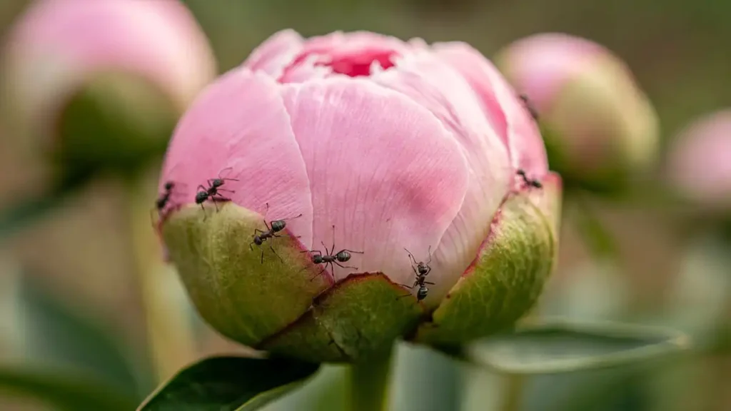 Black-ants crawling on a pink peony bud – they are harmless, feeding on natural nectar, not damaging the peony bud.