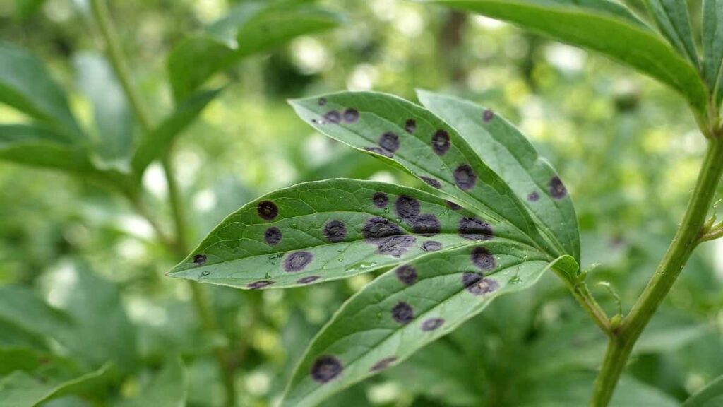 Peony leaf with purple-black circular spots – leaf blotch (peony measles), a common fungal disease.