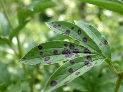 Black Spots on Peony Leaves? What Gardeners Should Know