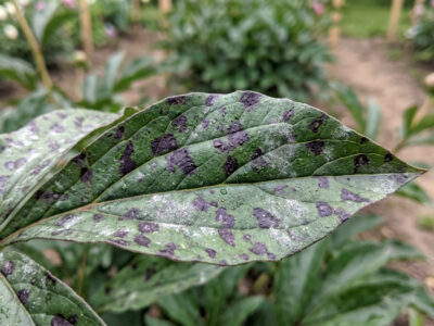 Why Peony Bushes Struggle in Humid Weather