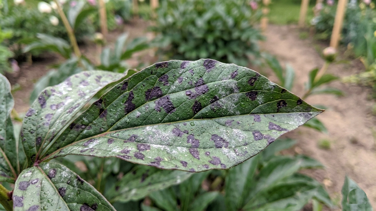 Peony leaf with purple-black spots and gray mold – common humidity-related fungal diseases in damp climates.