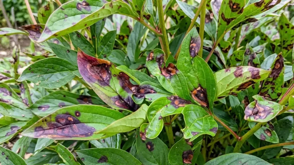 Close-up of peony leaves showing circular purple-brown spots and patches characteristic of leaf blotch or measles.