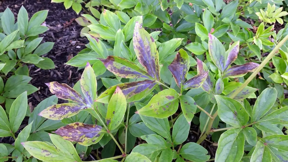 Peony leaf turning brown with crispy edges and spots – diagnosing heat stress versus fungal disease.