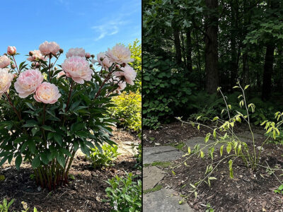Do Peony Bushes Need Full Sun or Partial Shade?
